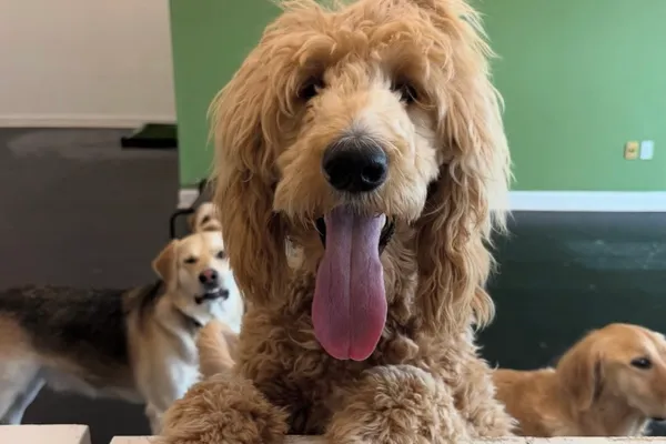 The Dog Den