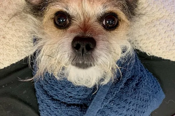 Kissable K9 Care