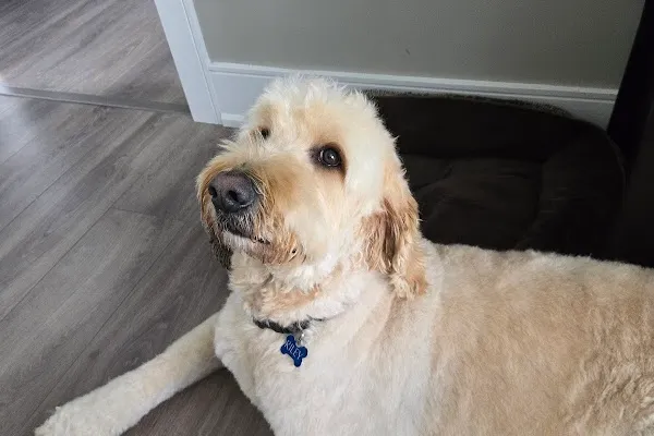 Cuts'N'Cuddles Dog Grooming