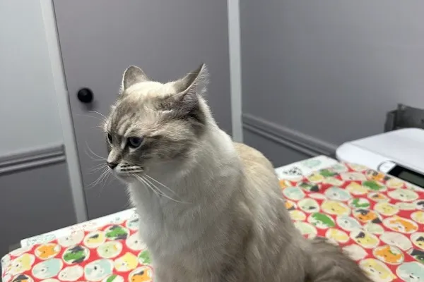Barrie Animal Hospital