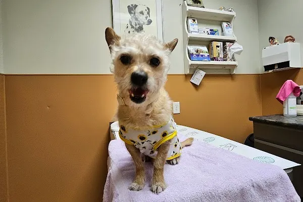Big Bay Animal Hospital