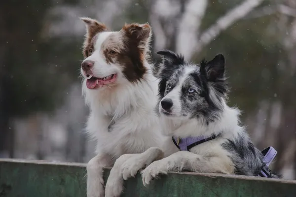 Huntington Horse & Hound — Dog Boarding & Training