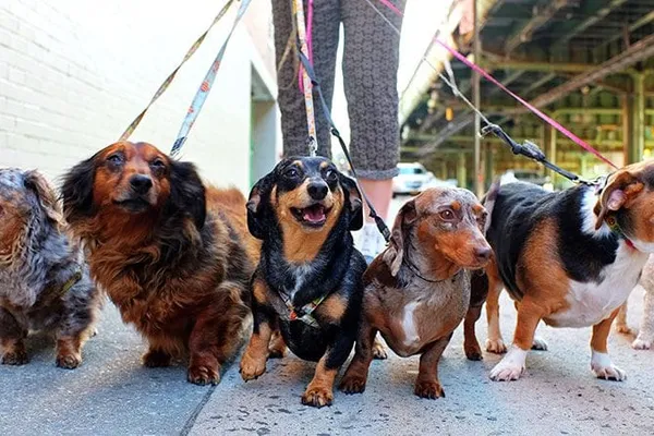 Dog Walking