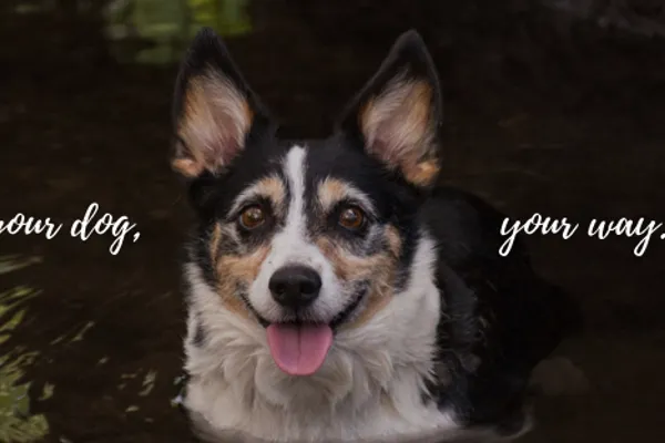 The Structured Canine