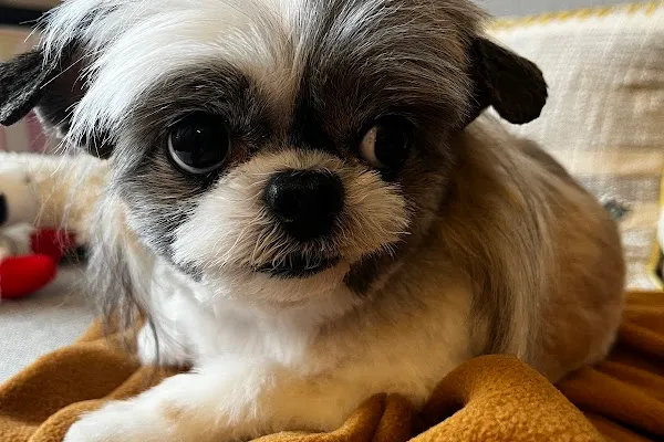 Creative Canine Dog Grooming