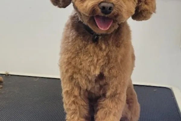 Five Paws Grooming