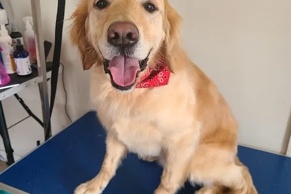 Furry Friends Grooming & Boutique