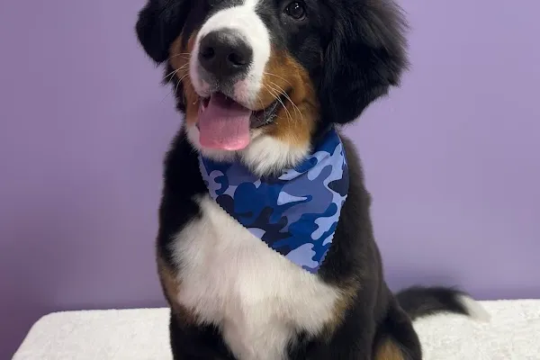 Nose To Toes Professional Dog Grooming