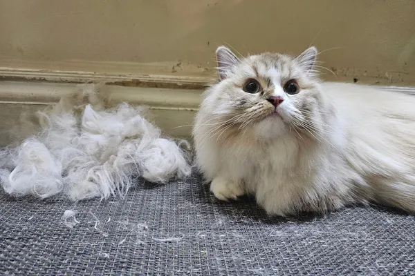 Sarah's Pet Services - Dog & Cat Grooming