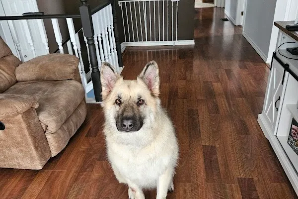 K9 Groom Room