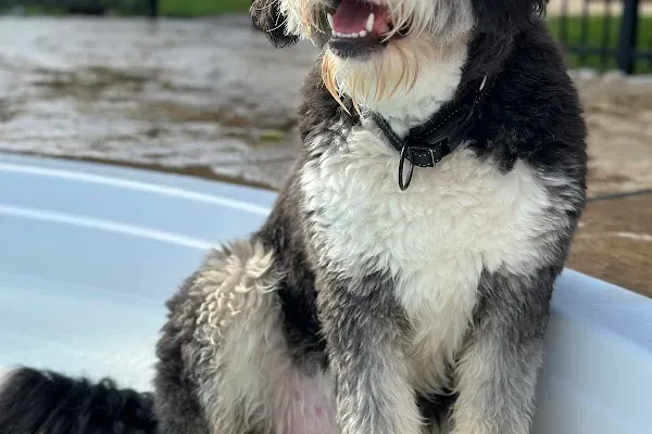 Mill St. Bernedoodles