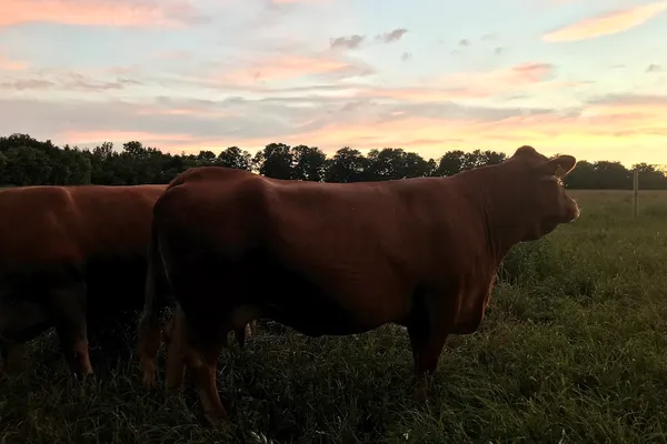Bow Park Farm Limousin Cattle