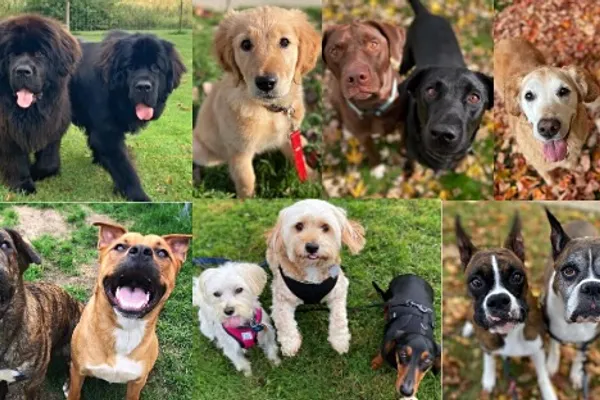 The Pets & People Company