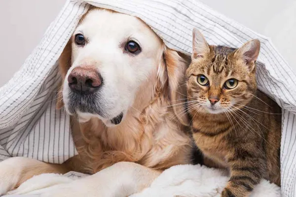 Toronto Veterinary End of Life Mobile Services