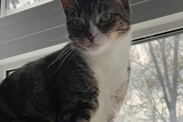 Little Paws Cat Sitting