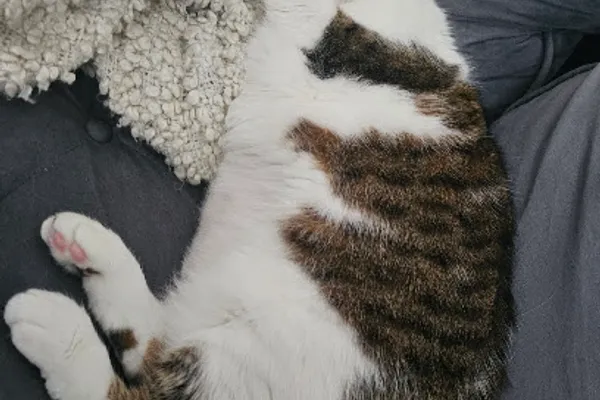 WhatTheFluff Pet Care