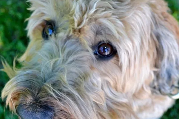 Animal Housecalls Services of Toronto
