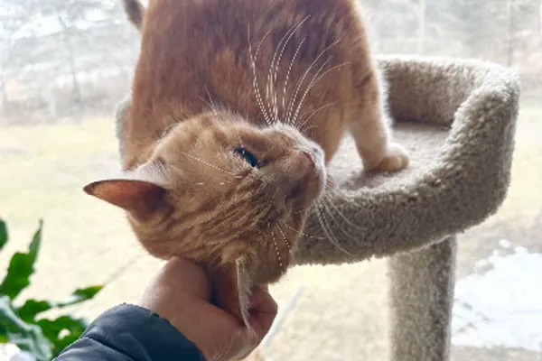 PAWS Pet Sitting - Stratford Ontario
