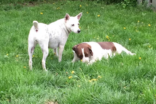 Barbara's Dog Walking Service