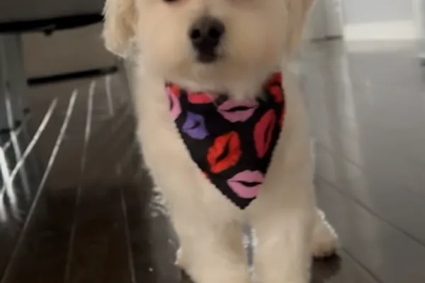 Beauty Paw Mobile Pet Grooming