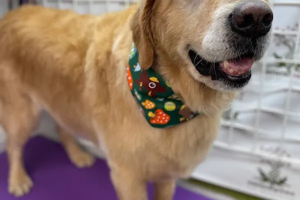 Natural-Paws Pet Grooming Mobile Service