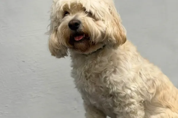 Daisy Pup Groom