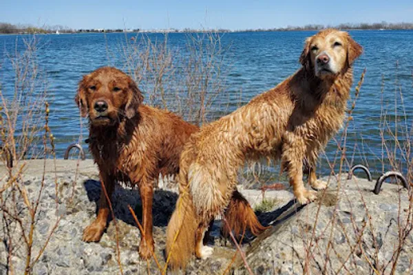 The Dog Next Door (fka Four Paws Forward Toronto)