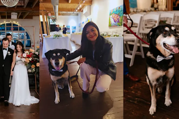 Petsie Dog Walking, Cat and Pet Sitting