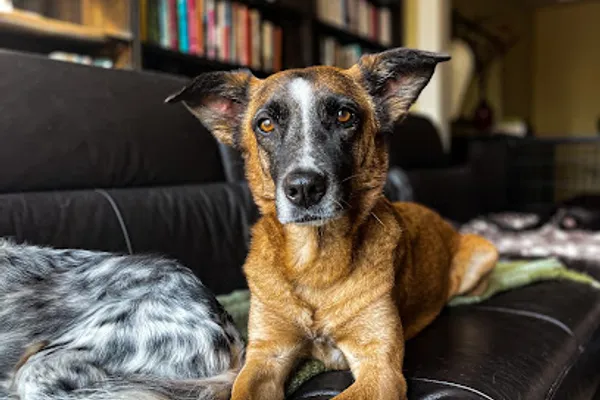 Paws And Smiles