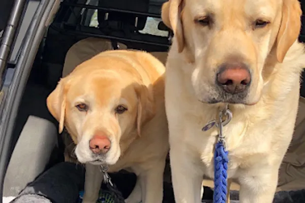 Your Dog Butler - Pet Taxi, Transport & Relocation Leaders in Canada