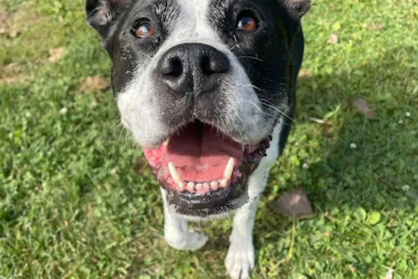 Best Life Dog Walking