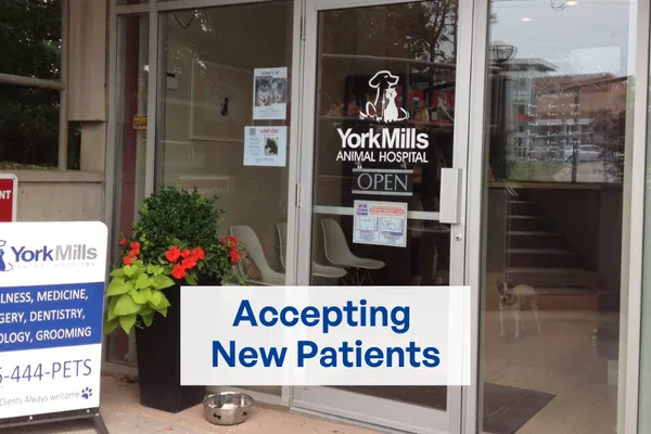 York Mills Animal Hospital