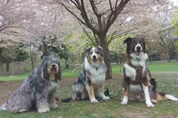 Downtown Tails Dog Walking
