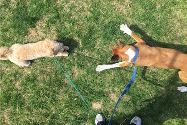 Kerr Dogs