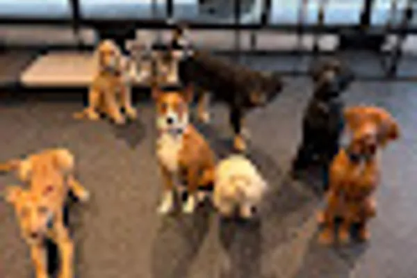 Toronto Doggy Day Care