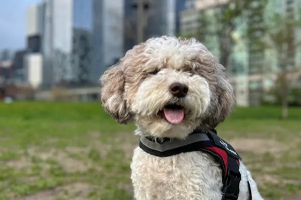 Waggr Solo Dog Walking & Boarding