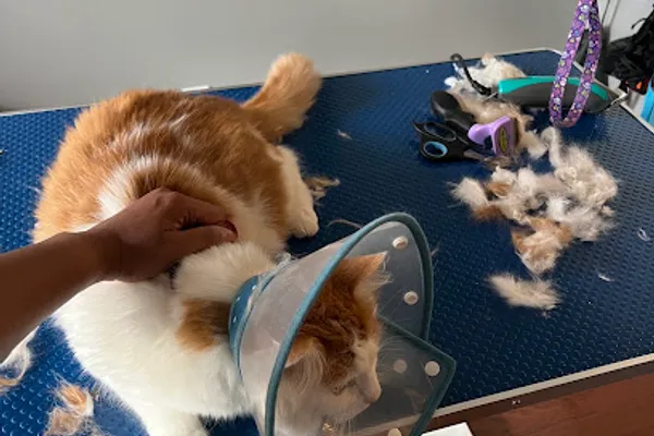 Fur Bellies Pet Grooming
