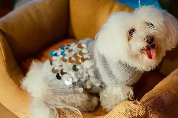 La Vita Luxury Pets