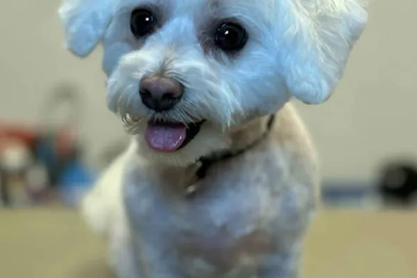 Knots & Tangles Grooming Salon