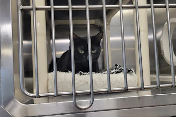 Brampton Animal Services