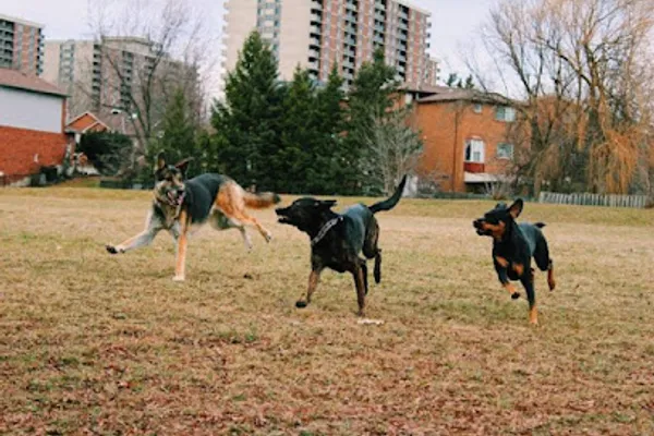 Barbosa k9s