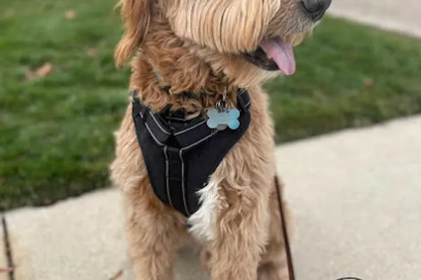 Passionate 4 Paws Professional Pet Care Inc