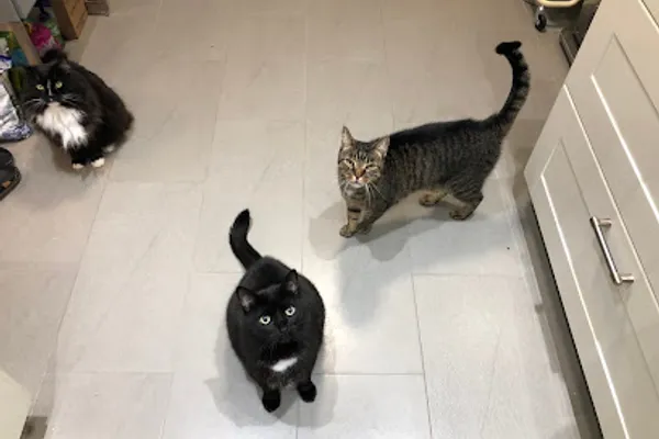 Four Paws 'n Claws Pet Sitting
