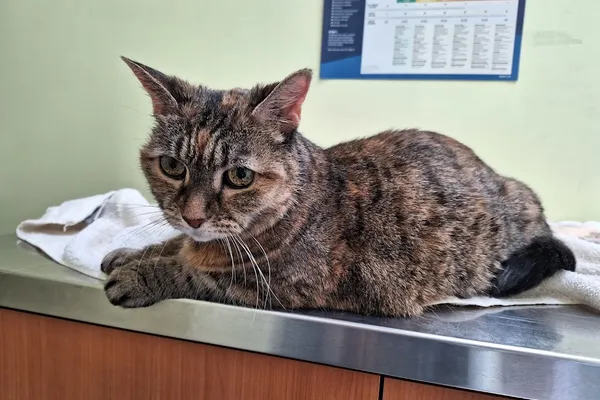 Hwy 401 Warden Pet Hospital