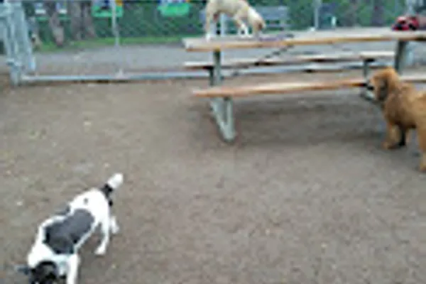 Puppy Dog Trails