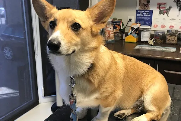 Queensdale Animal Hospital