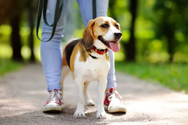 Jogs for Dogs Oakville