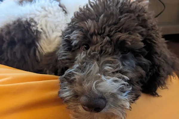 Doodles Delight
