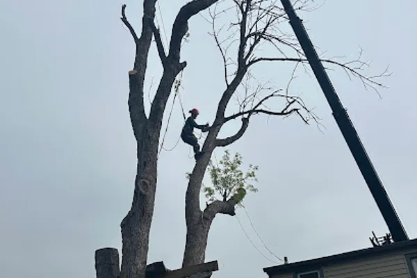 CATS Tree Care