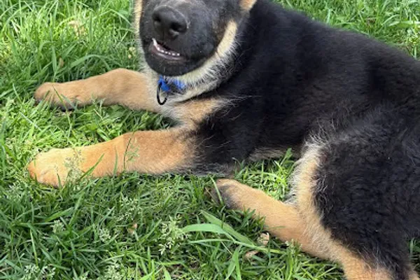 Ruffstar